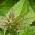 Herbal Remedies for STDs: Exploring Alternative Therapies and Home Remedies