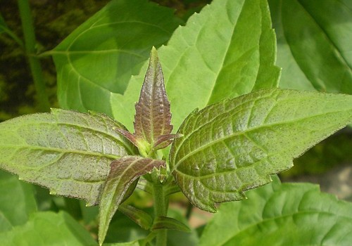 Herbal Remedies for STDs: Exploring Alternative Therapies and Home Remedies